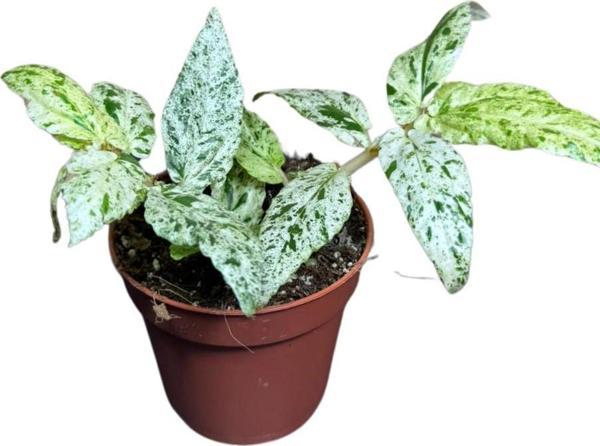 Pellionia Repens 'Variegata' - Image 1