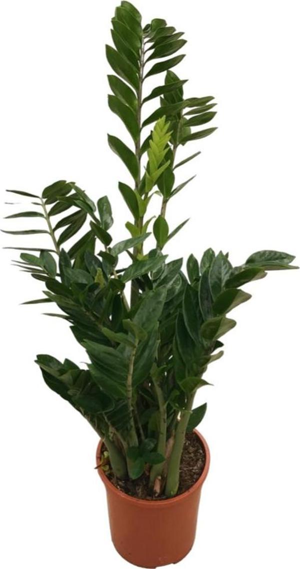 Zamia Zamioculcas (Zeze Çiçeği) - Image 1