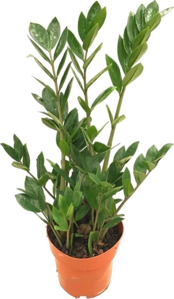 Zamia Zamioculcas (Zeze Çiçeği) - Image 1