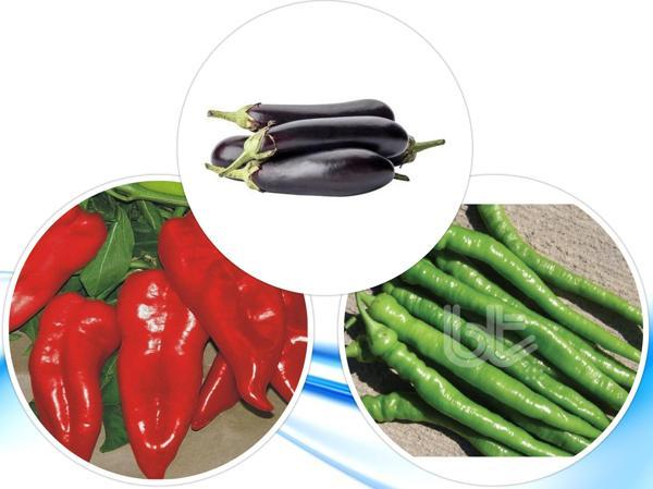 3'LÜ YERLİ HOBİ TOHUM SETİ-4 (HEDİYE SOLUCAN GÜBRESİ) - Image 1