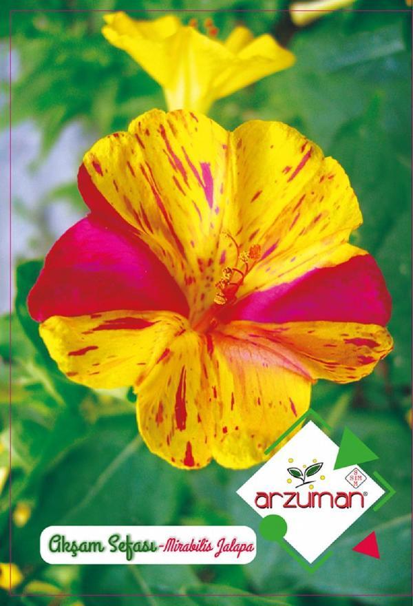 AKŞAM SEFASI ÇİÇEĞİ TOHUMU 25 ADET TOHUM - Image 1