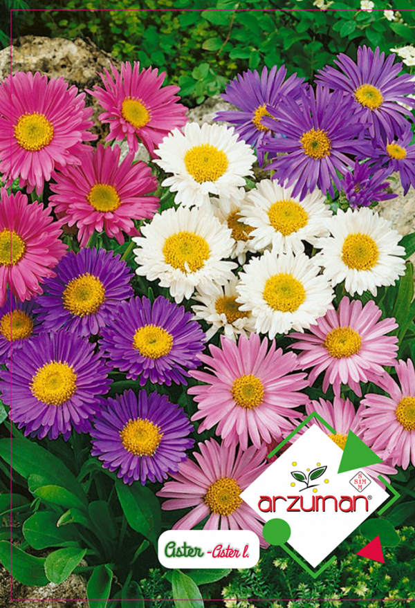 ASTER ÇİÇEĞİ (DİLBER KİRPİĞİ) TOHUMU 50 ADET TOHUM - Image 1