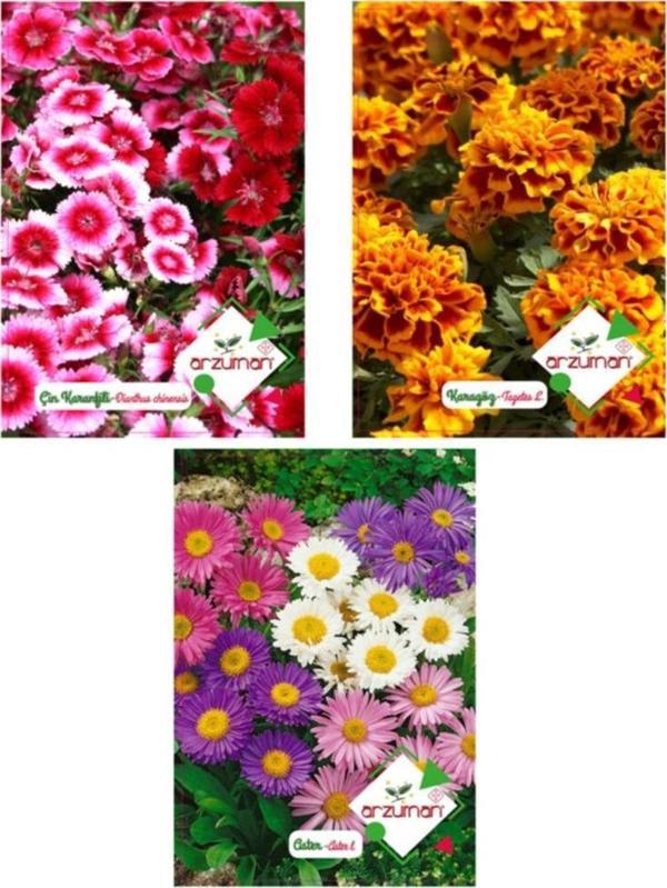 ÇİN KARANFİLİ - KARAGÖZ - ASTER 3'LÜ ÇİÇEK TOHUM SETİ - Image 1