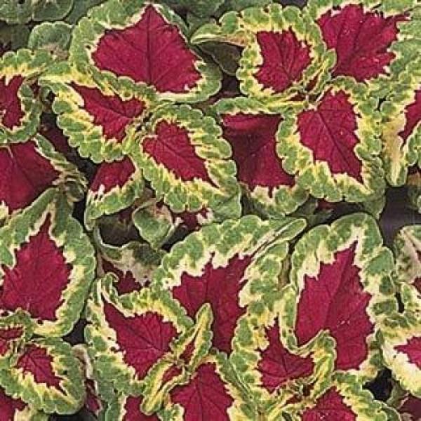 Coleus-Wizard (Yaprak güzeli) F1 10 adet tohum - Image 1