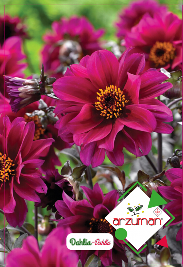 DAHLİA ÇİÇEĞİ TOHUMU 30 ADET TOHUM - Image 1