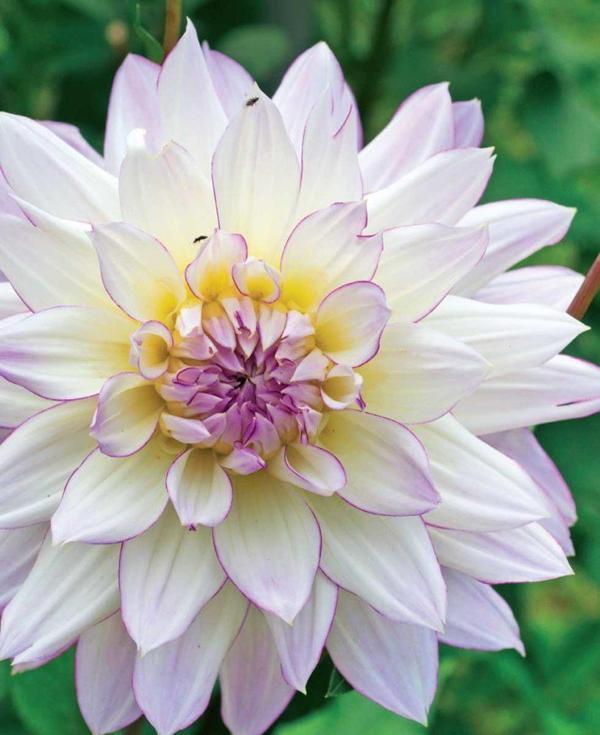 Dahlia Veribalis-Figaro (Yıldız çiçeği) F1 10 ad tohum - Image 1