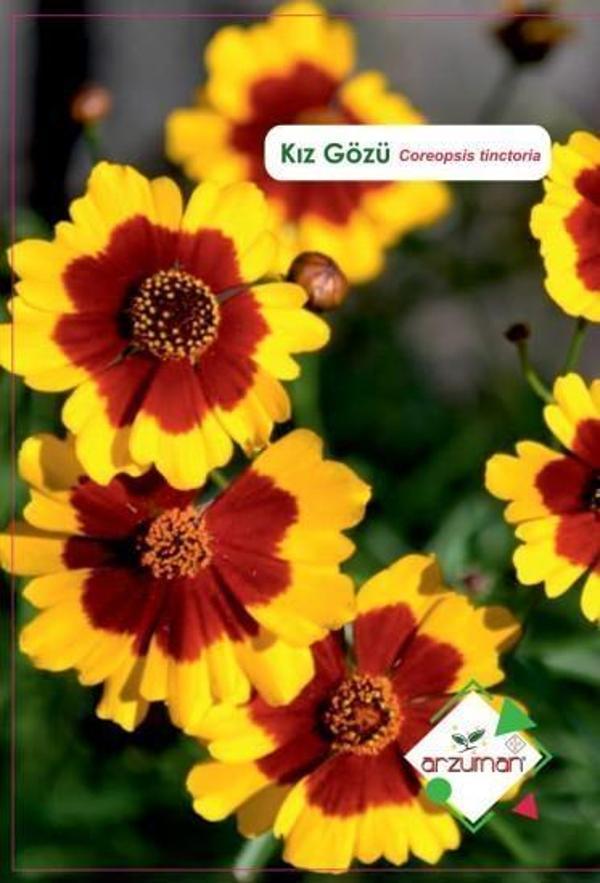 KIZ GÖZÜ ÇİÇEĞİ TOHUMU 100 ADET - Image 1