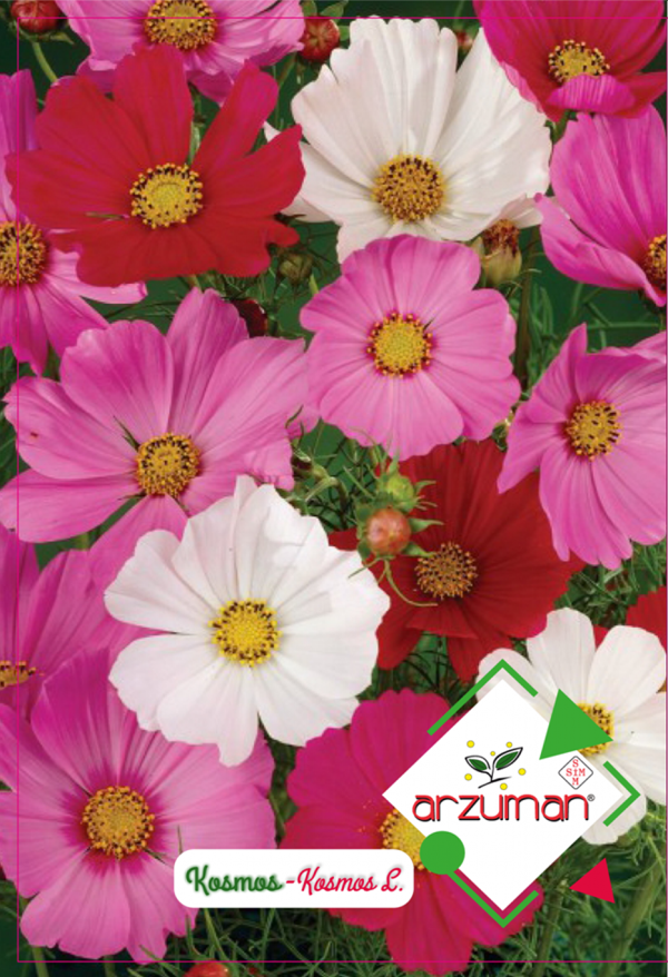KOZMOS ÇİÇEĞİ TOHUMU 30 ADET TOHUM - Image 1