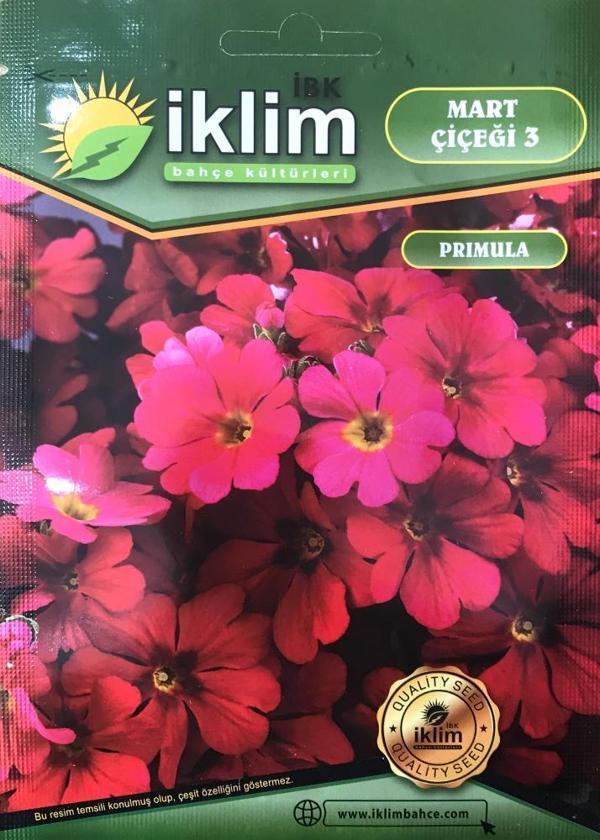 Mart Çiçeği Çiçek Tohumu 3 - Primula Acaulis (~ Takribi 30 Tohum) - Image 1