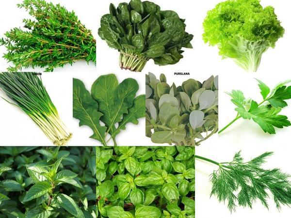 YERLİ 10 ÇEŞİT YEŞİLLİK TOHUM SETİ-2 ORT 3250 AD+GÜBRE - Image 1