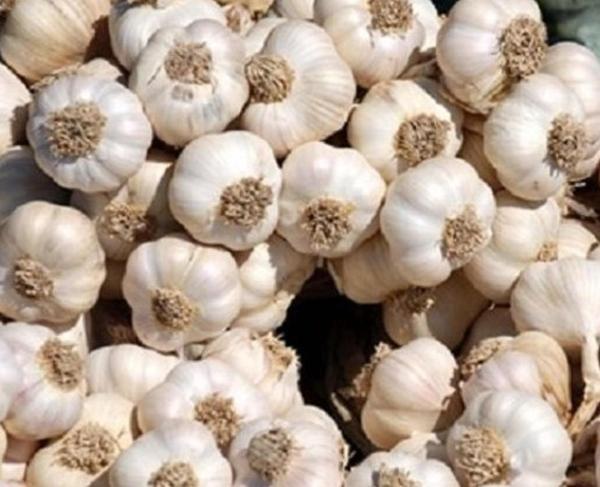 MEŞHUR KASTAMONU TAŞKÖPRÜ SARIMSAĞI 1 KG - Image 1