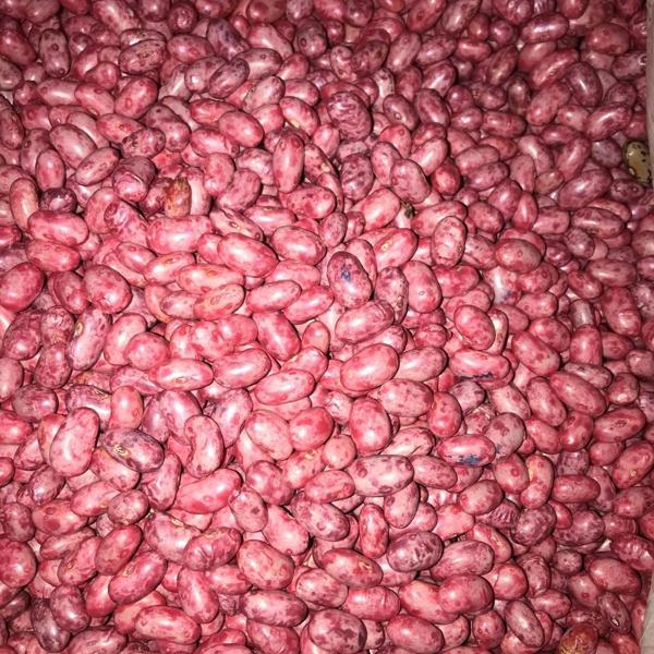 GİNA OTURAK FASULYE TOHUMU 100 GR - Image 1