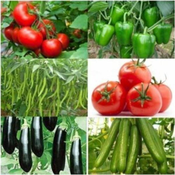 YERLİ 500 ADET SEBZE TOHUMU SETİ +10 LT TORF - Image 1