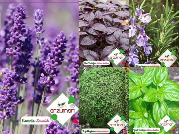 MOR FESLEĞEN-YEŞİL FESLEĞEN-TOP FESLEĞEN-BİBERİYE-LAVANTA TOHUMU 5'Lİ TOHUM SETİ - Image 1