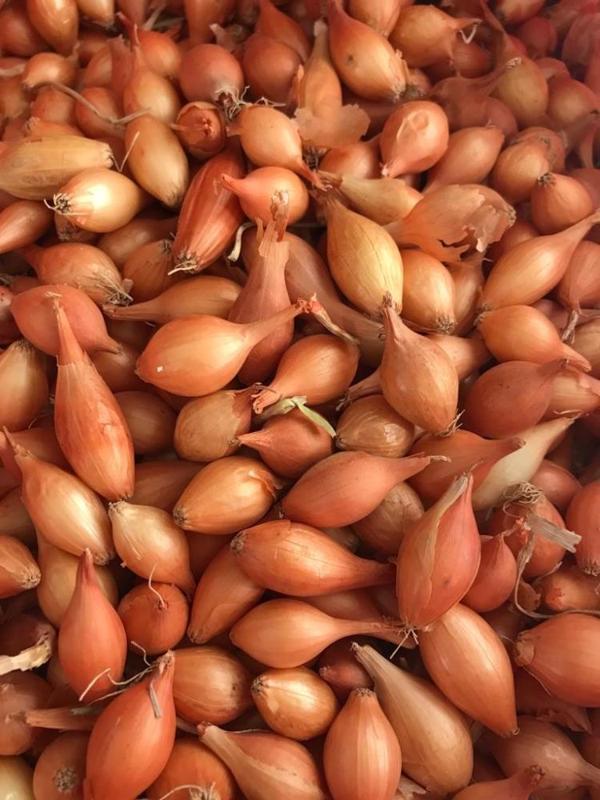 YERLİ ARPACIK SOĞAN 2 NUMARA (1 KG) - Image 1