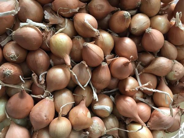 YERLİ ARPACIK SOĞAN 5 NUMARA (1 KG) - Image 1