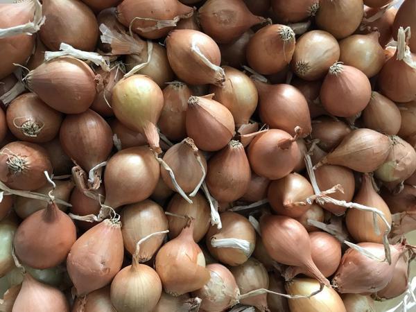 YERLİ ARPACIK SOĞAN 5 NUMARA (500 GR) - Image 1