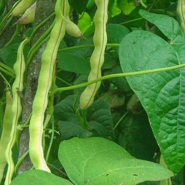Oturak Barbunya Tohumu Karlı Beyaz 500 Gr - Image 1
