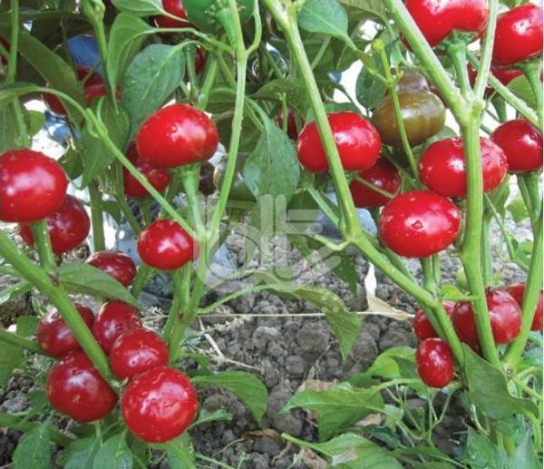 Yerli Ata Tohumu Acı Fındık Biber 25 Adet - Image 1