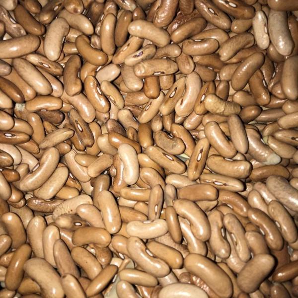 YERLİ ATLANTİS OTURAK FASULYE TOHUMU 100 GR - Image 1
