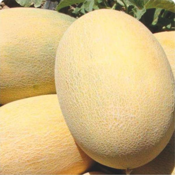 Yerli Ata Tohumu Ananas Kavun 10 Adet - Image 1
