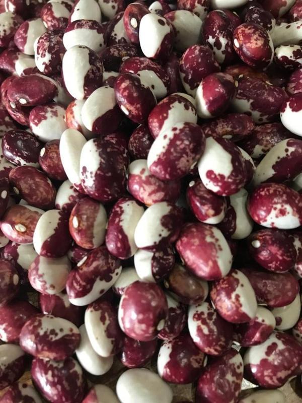 YERLİ AYŞE KADIN SIRIK FASULYE TOHUMU 100 GR (MOR BEYAZ) - Image 1