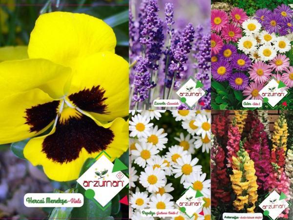 PAPATYA-MENEKŞE-ASLANAĞZI-LAVANTA-ASTER 5'Lİ ÇİÇEK TOHUM SETİ - Image 1