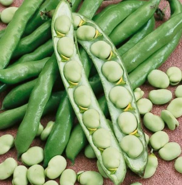 Hilal Bakla Tohumu 100 Gr Ort 60 Ad Tohum - Image 1