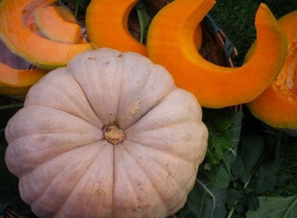 Yerli Bal Kabağı Tohumu (Yuvarlak) 25 Ad Tohum - Image 1