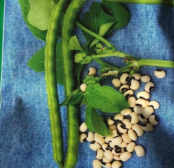 Yerli Ata Tohumu Börülce 10 Adet - Image 1