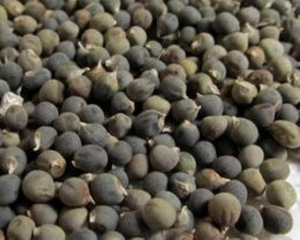 Yerli bamya tohumu 50 gr ort 750 ad tohum (kireçleme ve eklem rahatsızlıkları için) - Image 1