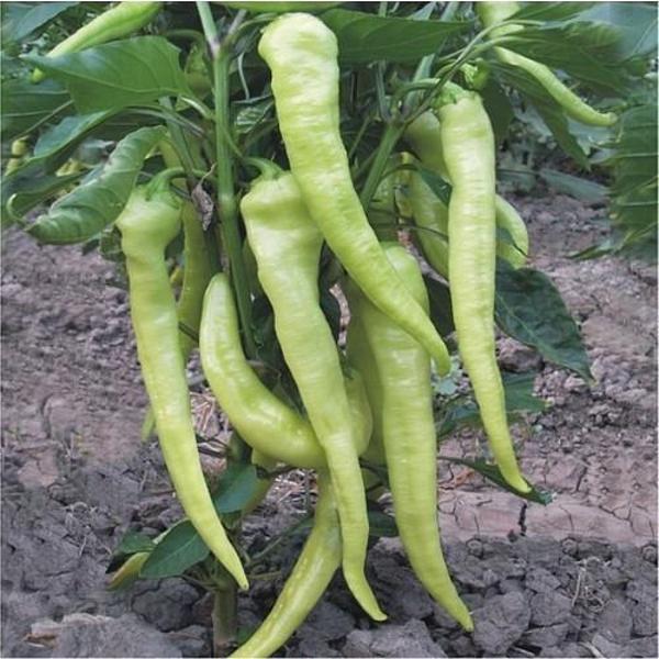 Yerli Ata Tohumu Çarliston Biber 100 Adet - Image 1