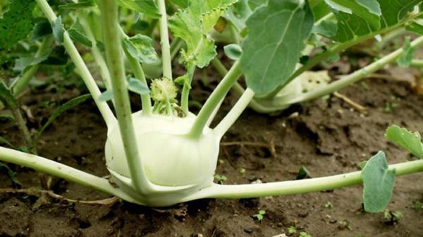 Yerli Beyaz Alabaş Tohumu 1 Gr Ort 200 Ad Tohum - Image 1