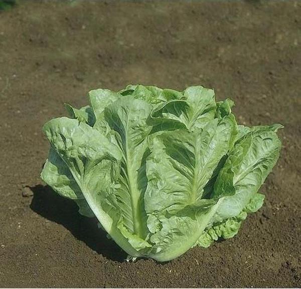 Hobi Tohumu Hazera Genetics Lital Marul 10 Adet - Image 1