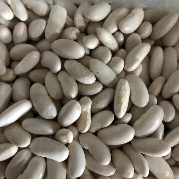 YERLİ BEYAZ OTURAK FASULYE ( HOROZ FASULYESİ ) 500 GR - Image 1