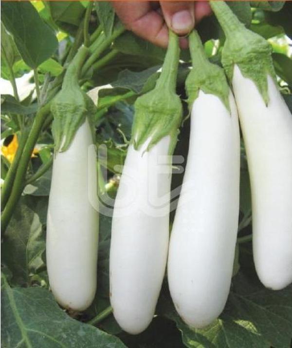 Hobi Tohumu Hibrit Beyaz Patlıcan 2 Adet - Image 1