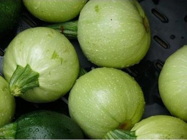 Yerli Beyaz Topak Kabak Tohumu 3 Gr (Ort 25 Ad Tohum) - Image 1