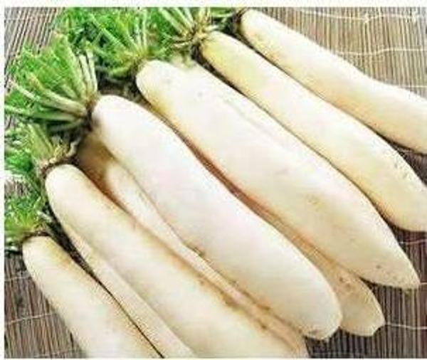 Yerli Beyaz Uzun Turp Tohumu - 10 Gr (Ort 900 Ad Tohum) - Image 1