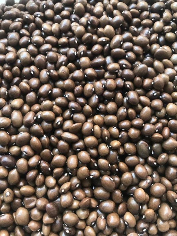 YERLİ BONCUK AYŞE SIRIK FASULYE TOHUMU 2 KG - Image 1