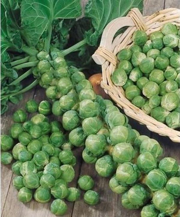 Yerli Brüksel Lahanası Tohumu - 2 Gr (Ort 400 Ad Tohum) - Image 1