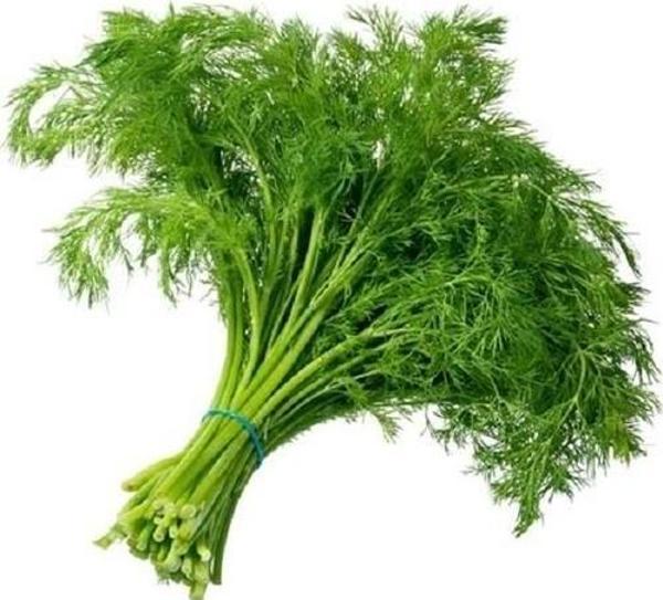 Yerli Ata Tohumu Dereotu 500 Adet - Image 1