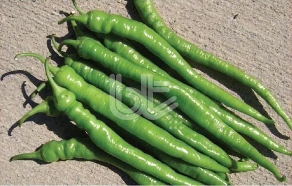 Yerli Demre Biber Tohumu 10 Gr Takribi 1200 Ad Tohum - Image 1