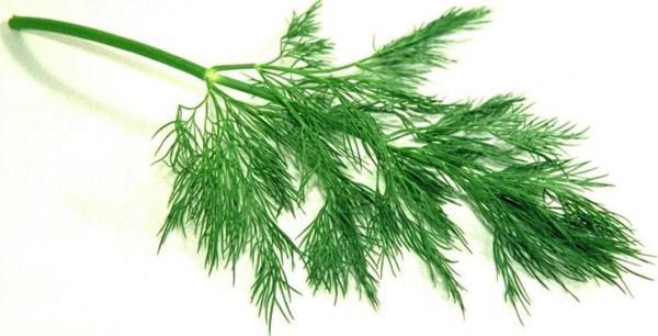 Yerli Dereotu Tohumu 10 Gr (Ort 6000 Tohum) - Image 1