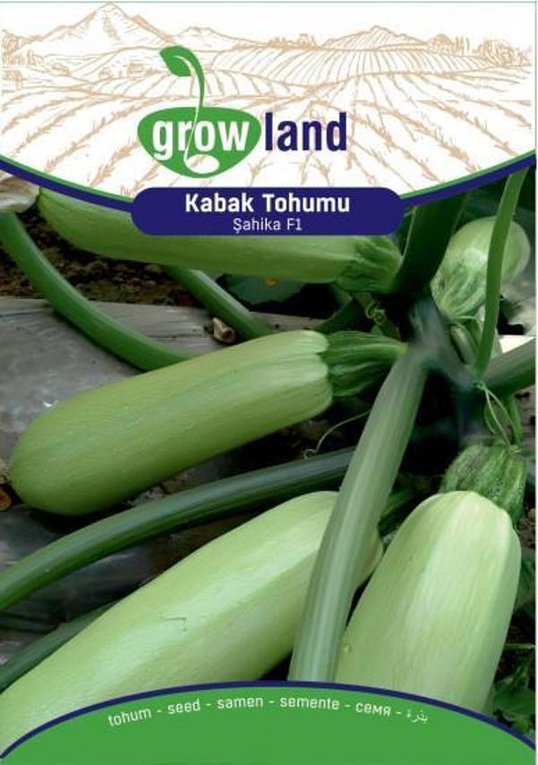 KABAK TOHUMU ŞAHİKA F1 (10 ADET) - Image 1