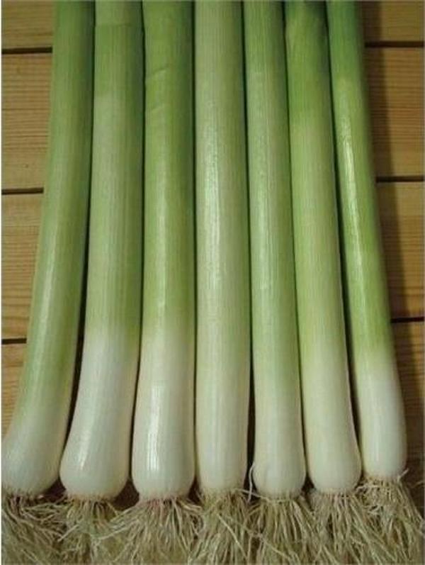 Yerli Ata Tohumu İnegöl Pırasa 100 Adet - Image 1