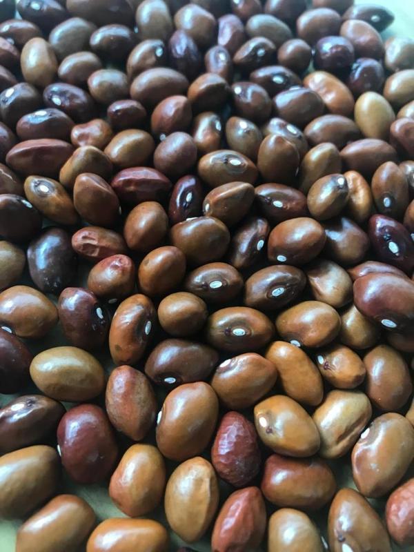 YERLİ GENİŞ SIRIK FASULYE TOHUMU 100 GR (KAHVERENGİ) - Image 1