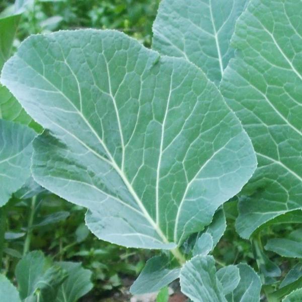 Yerli Ata Tohumu Karadeniz Lahanası 100 Adet - Image 1