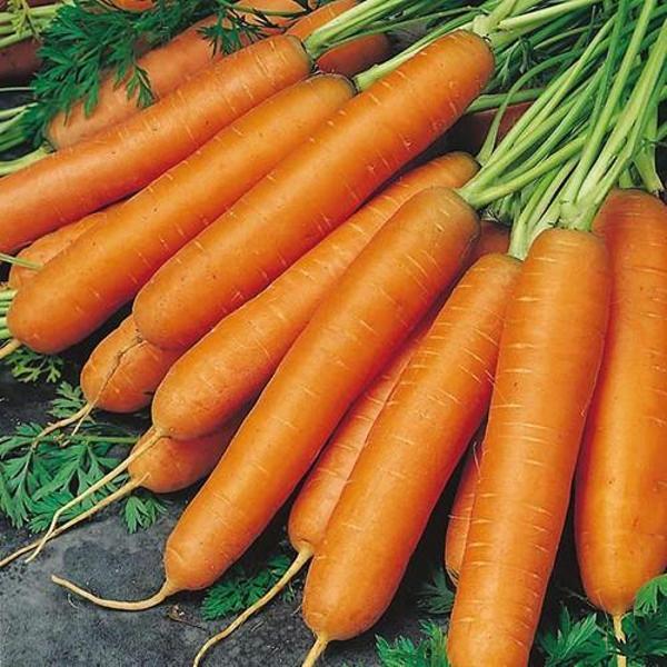 Yerli Ata Tohumu Kırmızı Havuç 100 Adet - Image 1