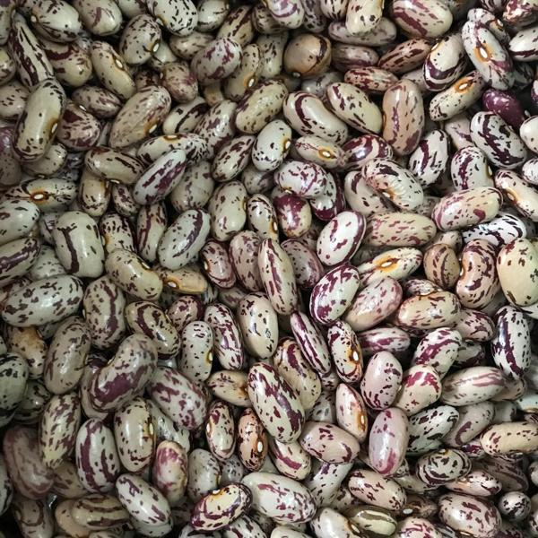 YERLİ UZUN SIRIK BARBUNYA TOHUMU 500 GR - Image 1