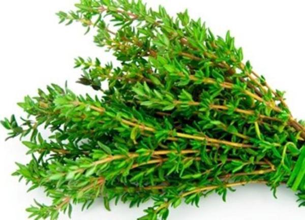 YERLİ KEKİK TOHUMU 5 GR ORT 5000 ADET TOHUM - Image 1